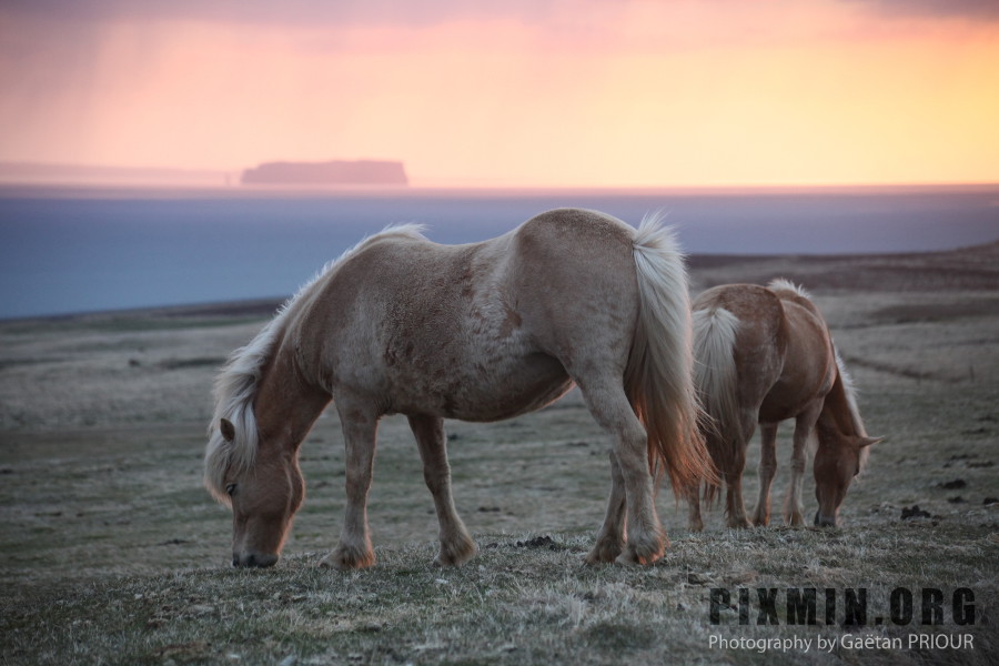 Icelandic Horses Portraits, Tumabrekka, Iceland 2013