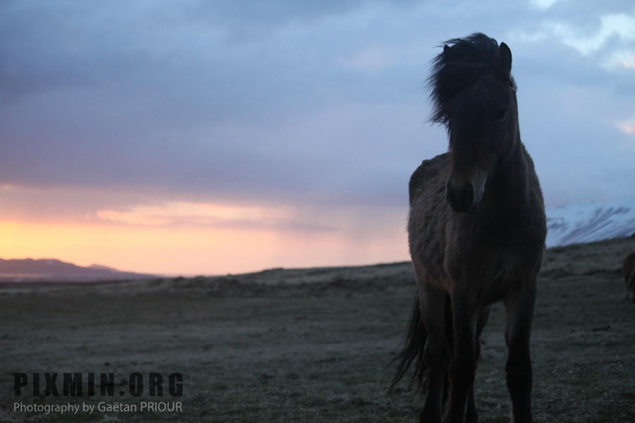 Icelandic Horses Portraits, Tumabrekka, Iceland 2013