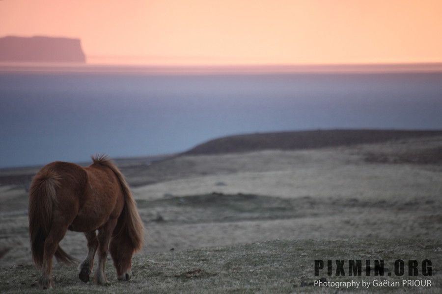 Icelandic Horses Portraits, Tumabrekka, Iceland 2013