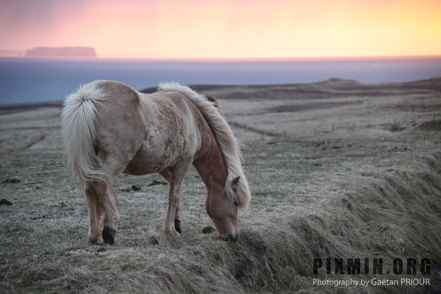 Icelandic Horses Portraits, Tumabrekka, Iceland 2013