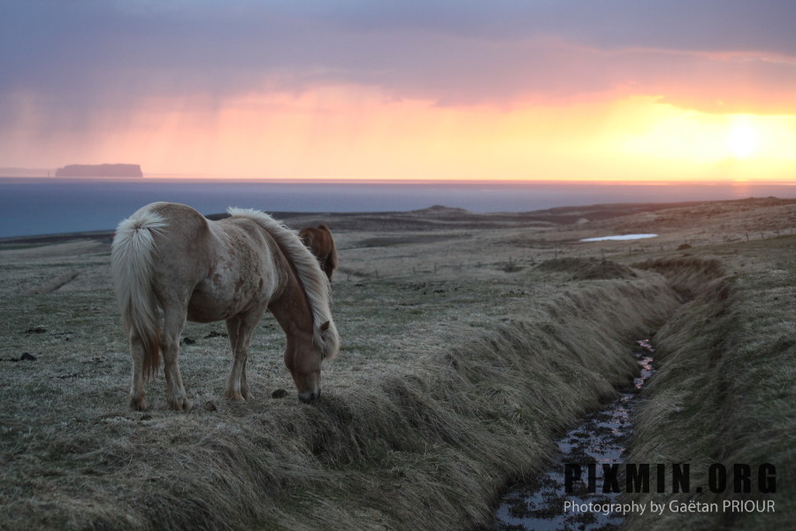 Icelandic Horses Portraits, Tumabrekka, Iceland 2013