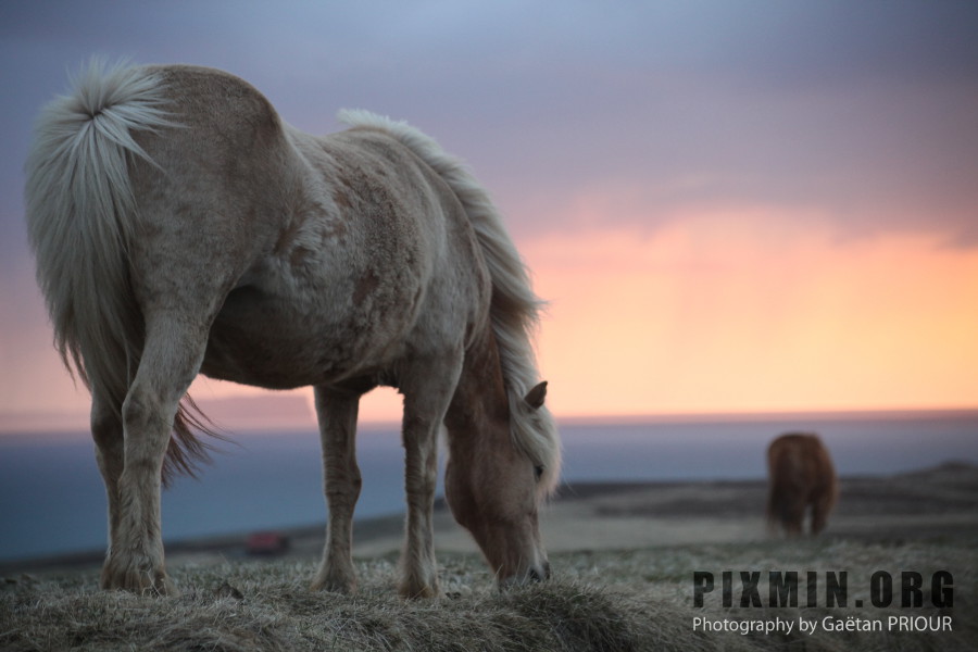 Icelandic Horses Portraits, Tumabrekka, Iceland 2013