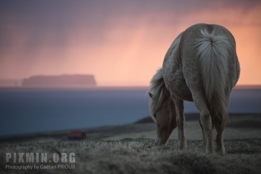 Icelandic Horses Portraits, Tumabrekka, Iceland 2013