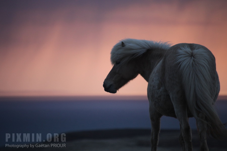 Icelandic Horses Portraits, Tumabrekka, Iceland 2013