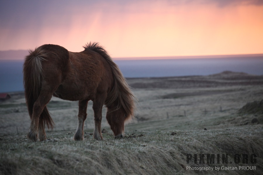 Icelandic Horses Portraits, Tumabrekka, Iceland 2013