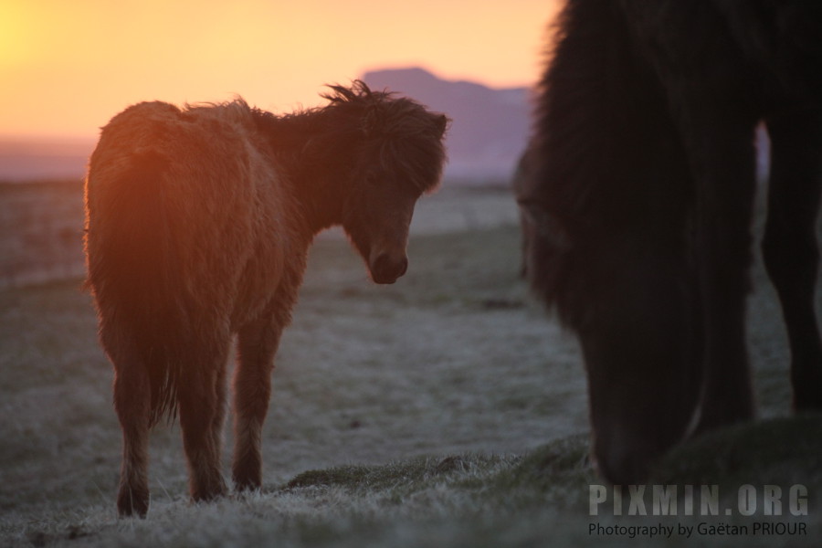 Icelandic Horses Portraits, Tumabrekka, Iceland 2013