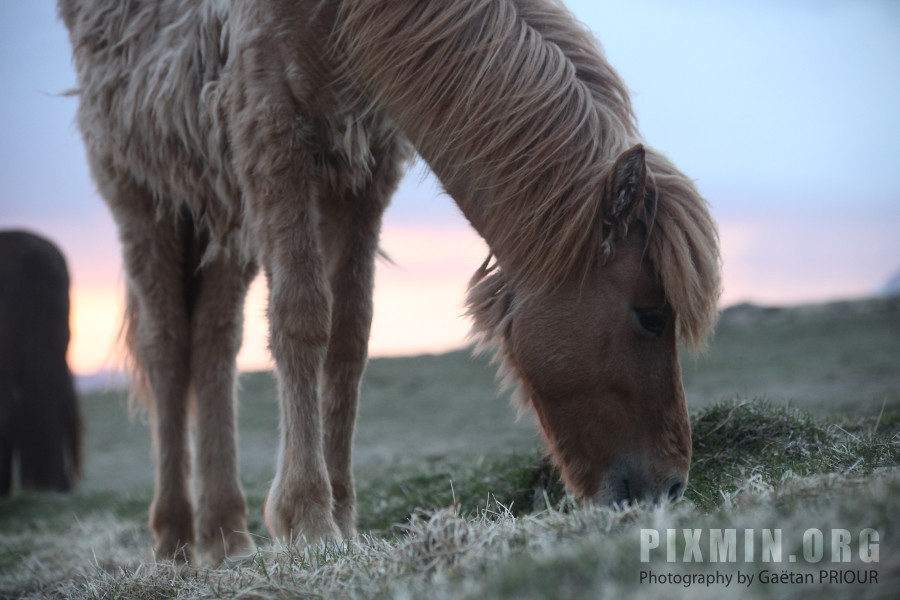 Icelandic Horses Portraits, Tumabrekka, Iceland 2013