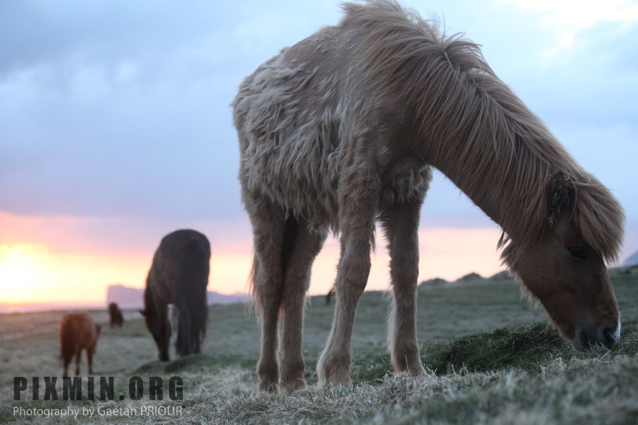 Icelandic Horses Portraits, Tumabrekka, Iceland 2013