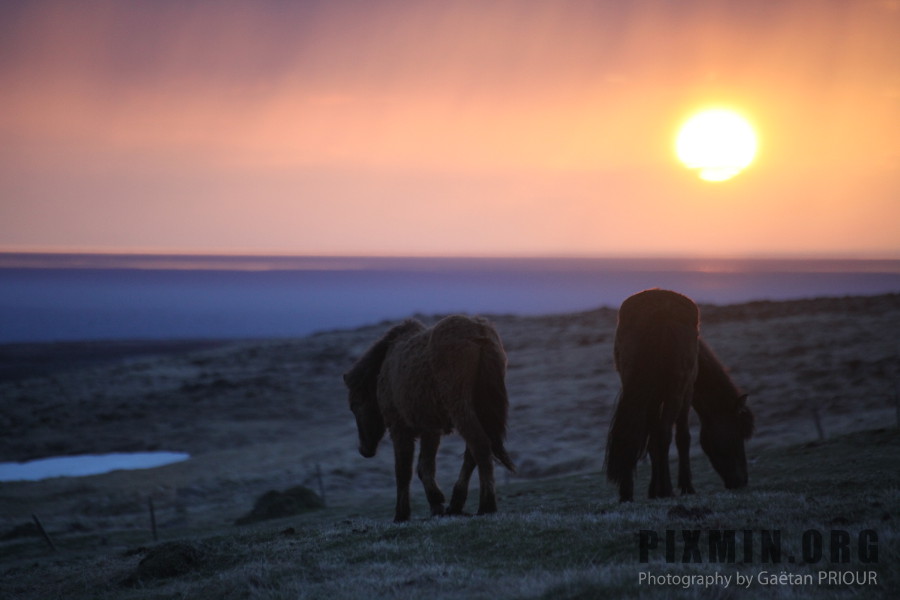 Icelandic Horses Portraits, Tumabrekka, Iceland 2013