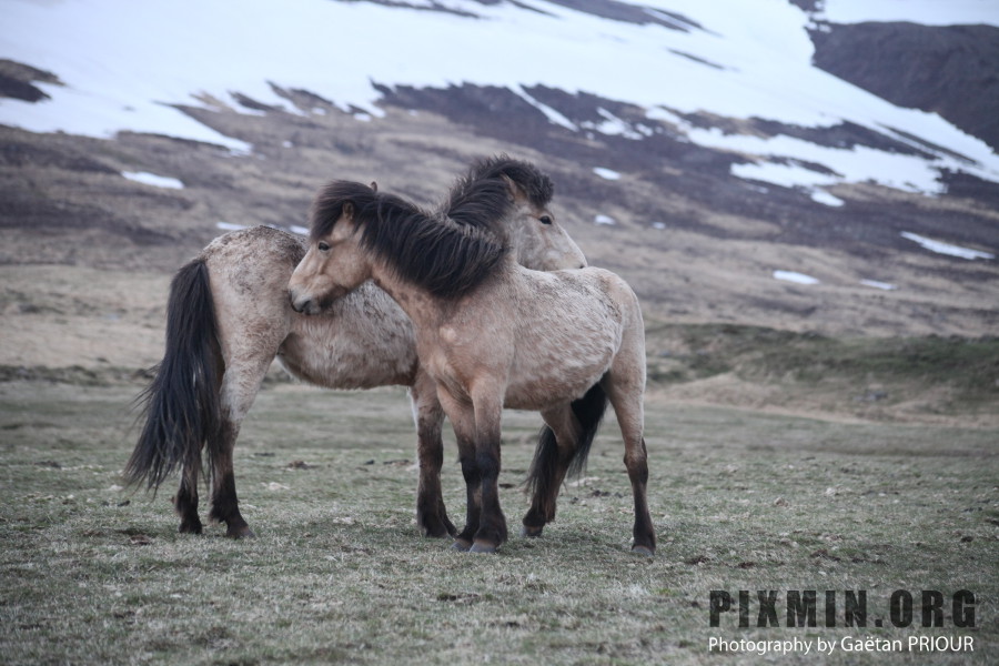 Icelandic Horses Portraits, Tumabrekka, Iceland 2013