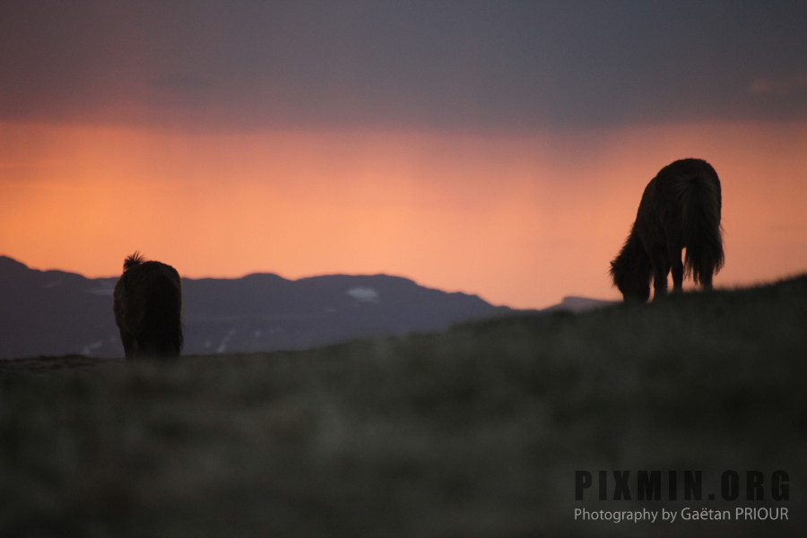 Icelandic Horses Portraits, Tumabrekka, Iceland 2013