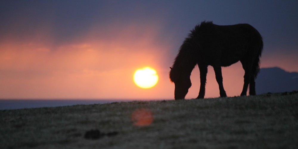 Horses at sunset