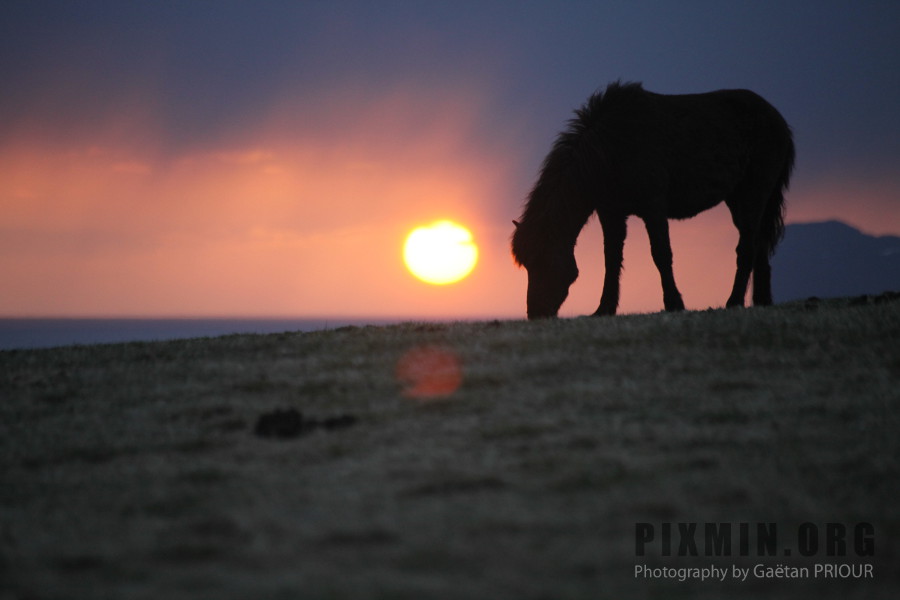 Icelandic Horses Portraits, Tumabrekka, Iceland 2013