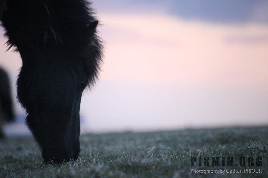 Icelandic Horses Portraits, Tumabrekka, Iceland 2013