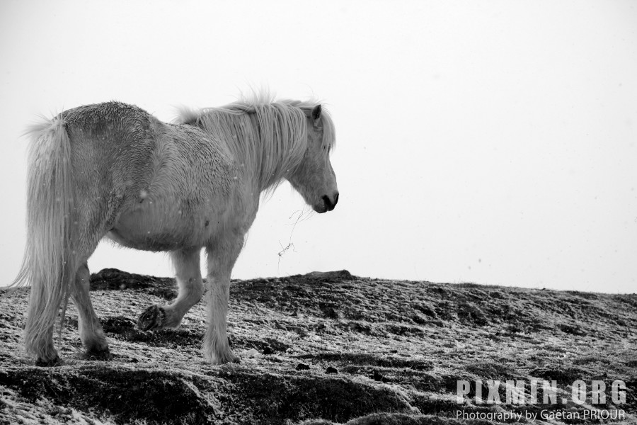 Feeding the Horses, Tumabrekka, Iceland 2013