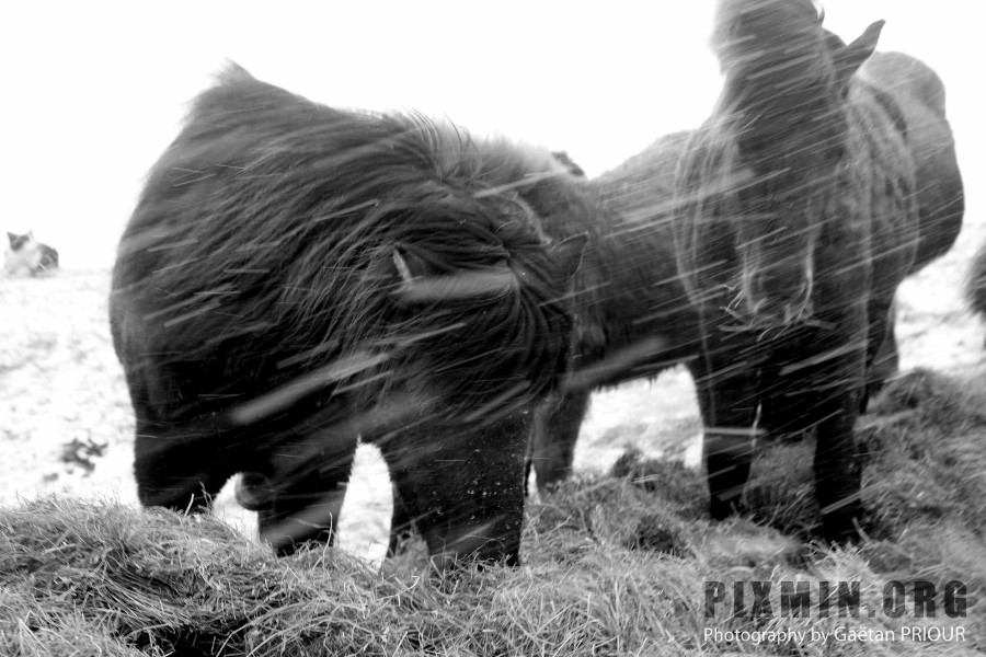 Feeding the Horses, Tumabrekka, Iceland 2013