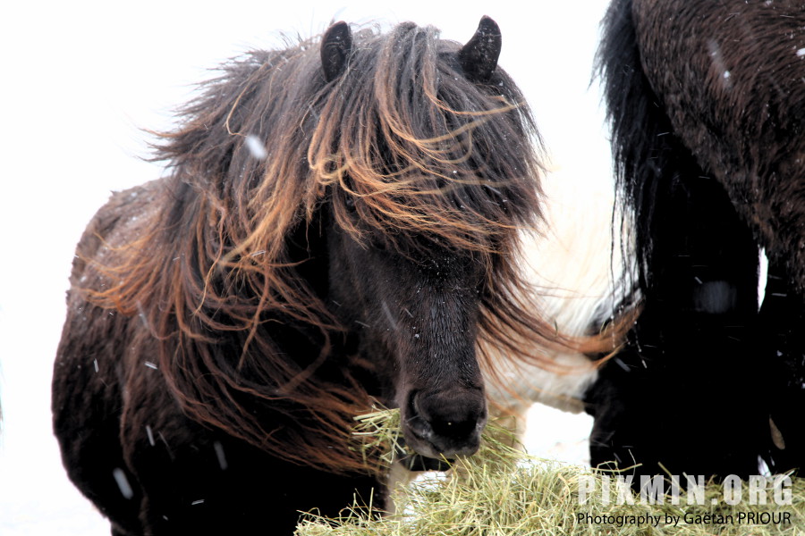 Feeding the Horses, Tumabrekka, Iceland 2013