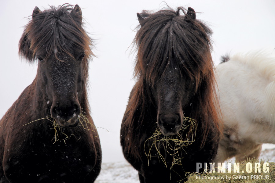 Feeding the Horses, Tumabrekka, Iceland 2013