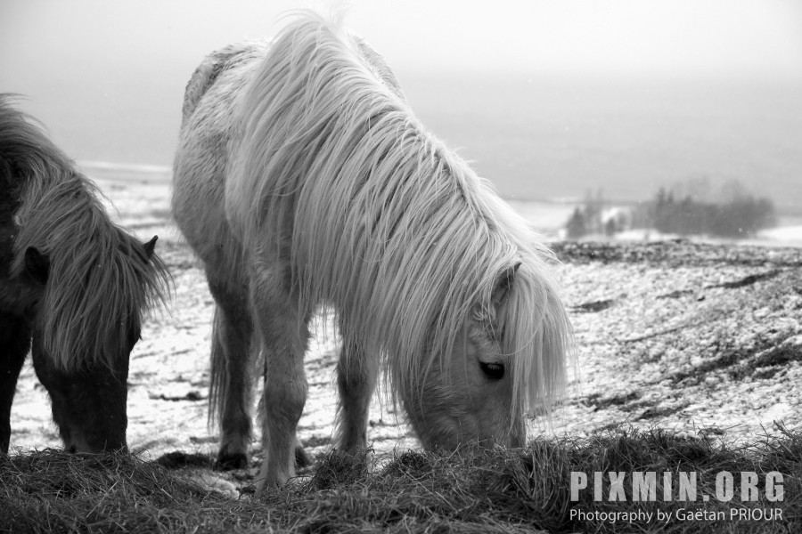 Feeding the Horses, Tumabrekka, Iceland 2013