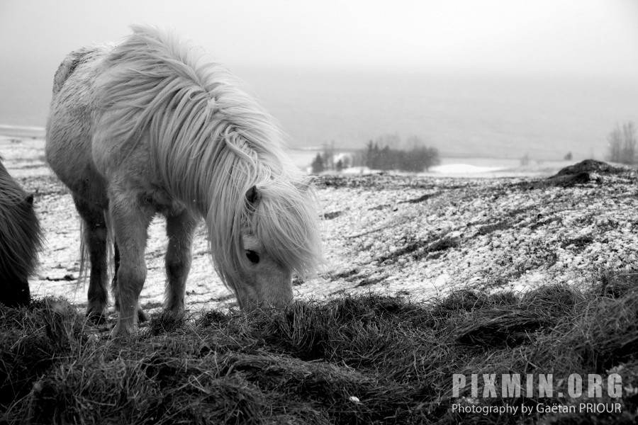 Feeding the Horses, Tumabrekka, Iceland 2013