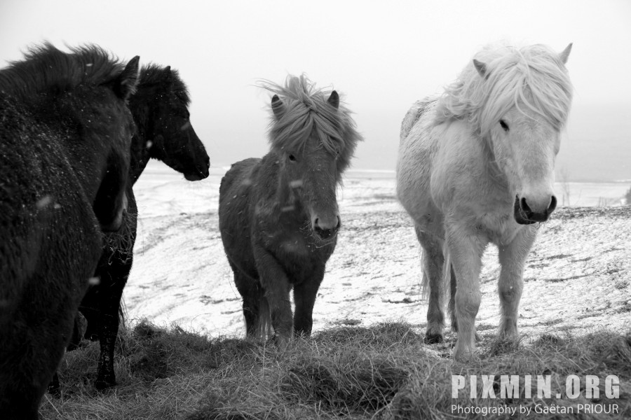 Feeding the Horses, Tumabrekka, Iceland 2013