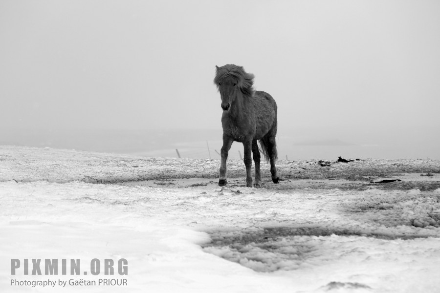 Feeding the Horses, Tumabrekka, Iceland 2013