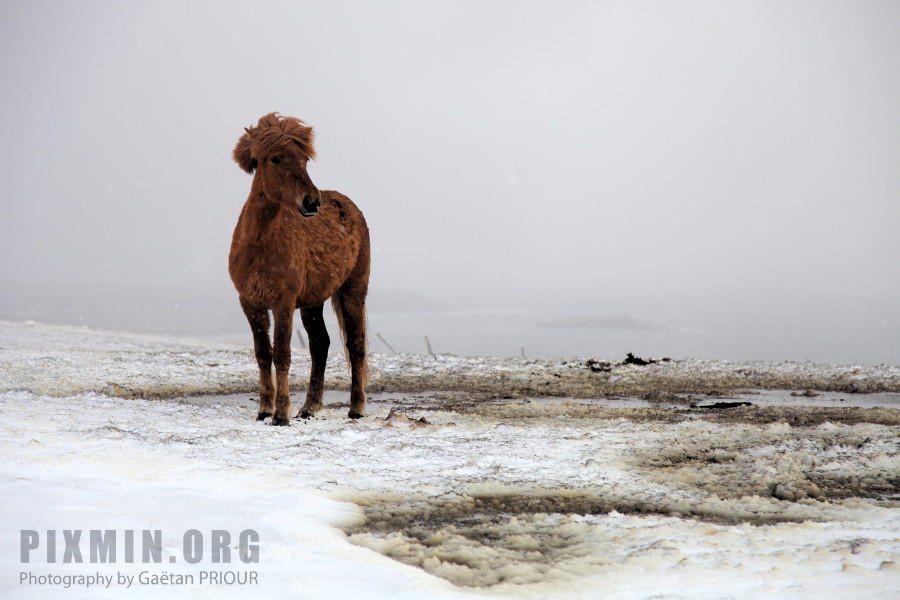 Feeding the Horses, Tumabrekka, Iceland 2013