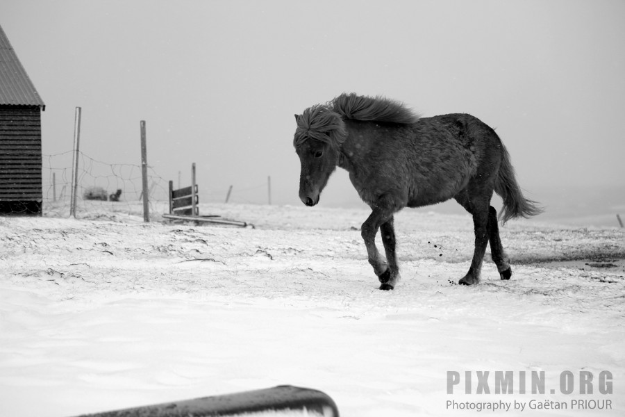 Feeding the Horses, Tumabrekka, Iceland 2013