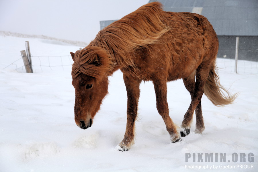 Feeding the Horses, Tumabrekka, Iceland 2013