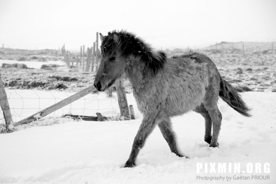 Feeding the Horses, Tumabrekka, Iceland 2013