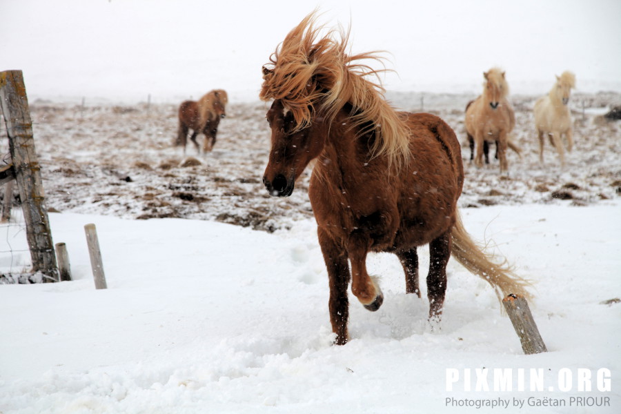 Feeding the Horses, Tumabrekka, Iceland 2013