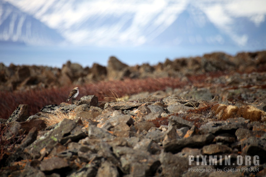 Hiking the West Fjords, Iceland