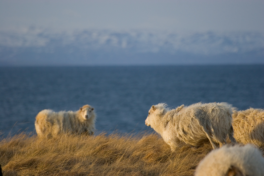 Iceland 2007