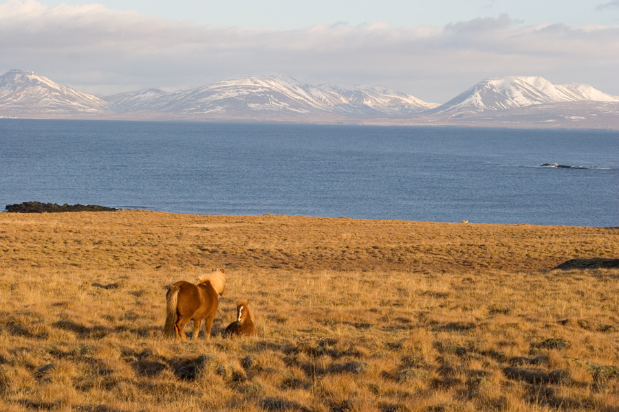 Iceland 2007