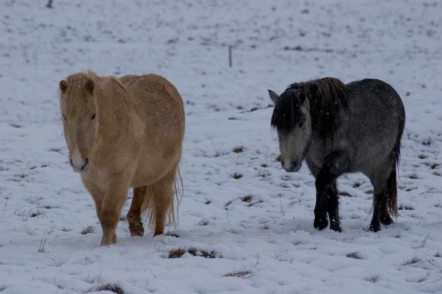 Iceland 2007